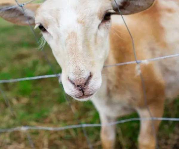 Landapartments Smitmans Lägenhetshotell